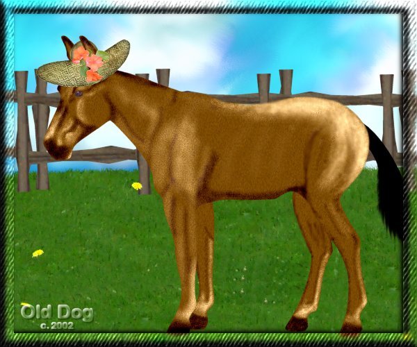 Donkey/mule for Cinco de Mayo