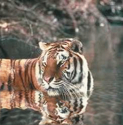 Tiger with water animation