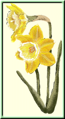 Community Activity Flower Sketch 2 - Narcissus