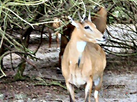 Original picture of deer.