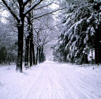 Picture 1 snow scene with trees